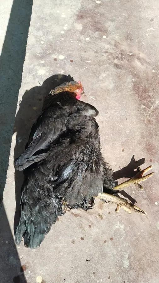 Chicken infested with New World screwworm