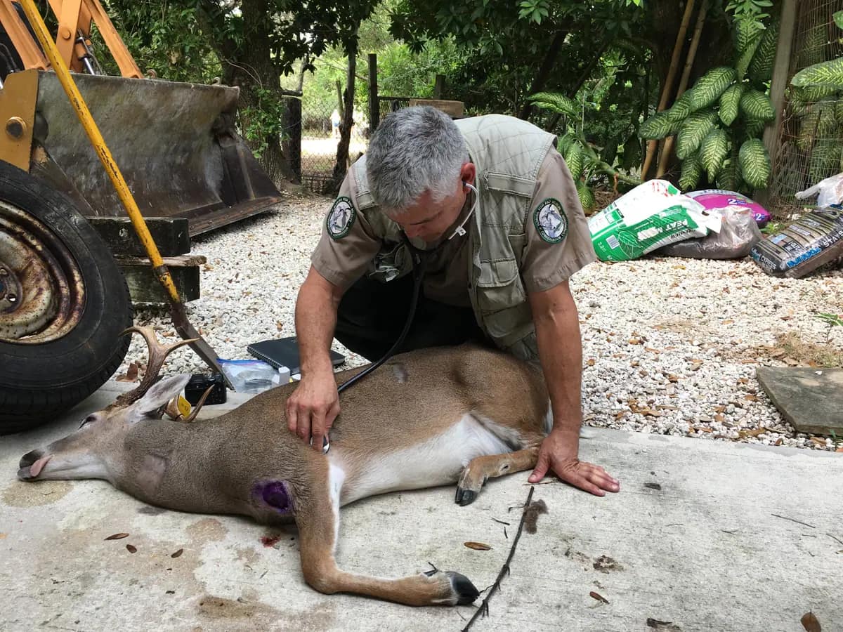 Deer with New World screwworm infestation