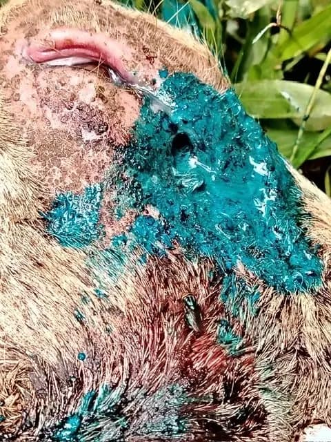 Detailed goat wound treatment for New World screwworm infestation