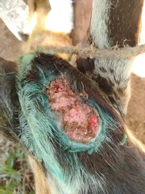 Goat wound follow-up after New World screwworm treatment