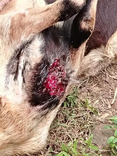 Goat wound with New World screwworm infestation