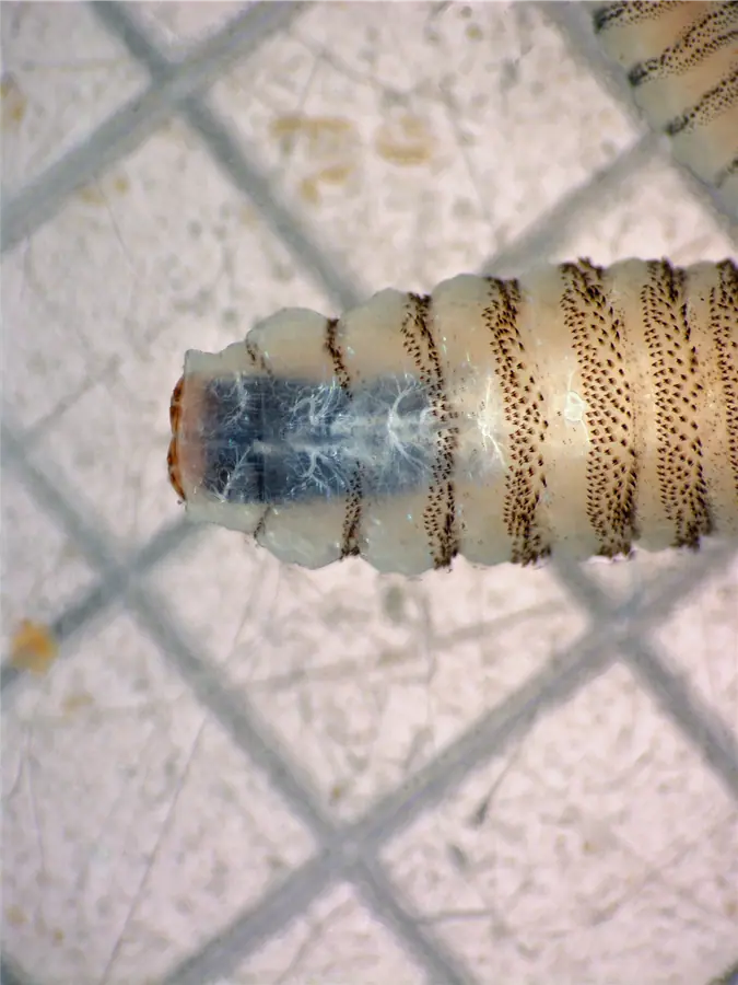 Closeup of a New World screwworm larva