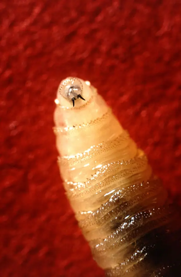 Closeup of New World screwworm larva showing mouth hooks