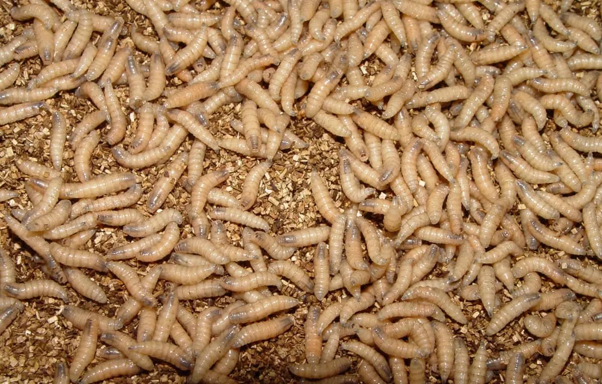 Mature New World screwworm larvae