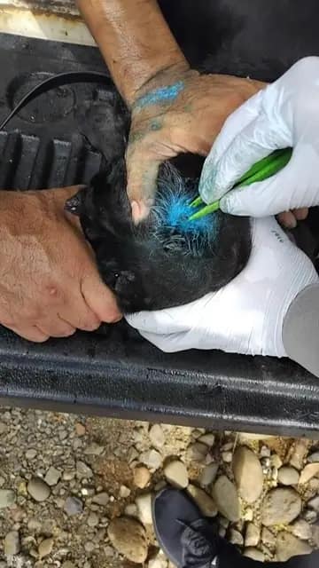 Removing New World screwworm larvae from an infested animal