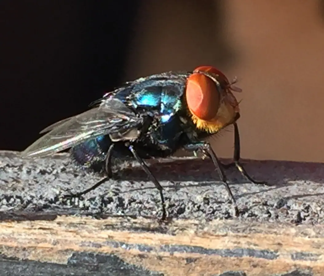 Adult New World screwworm fly with orange eyes and metallic body