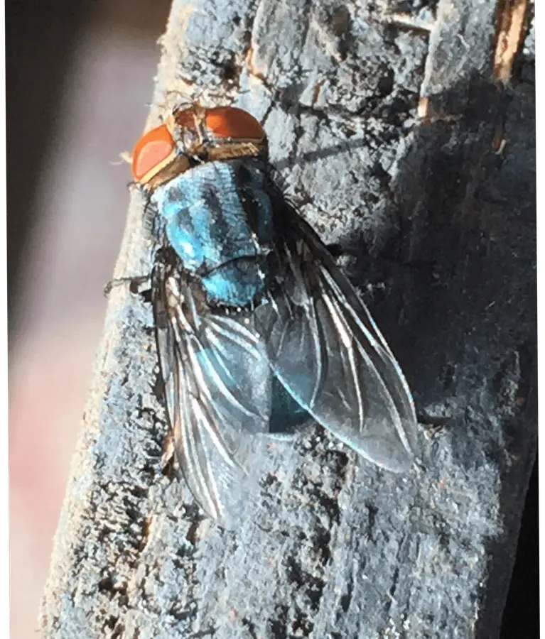 Adult New World screwworm fly