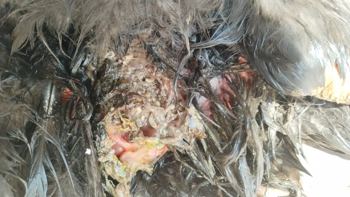 Closeup of chicken infested with New World screwworm