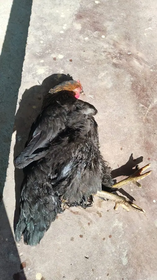 Chicken infested with New World screwworm