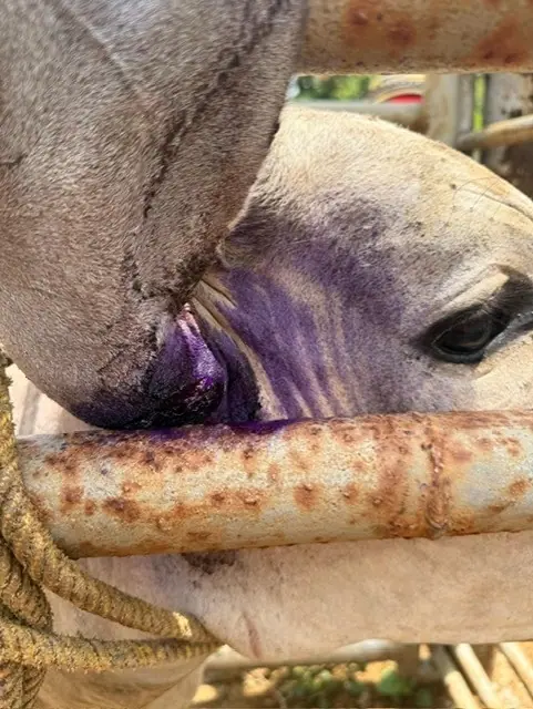 Cow treated for New World screwworm infestation