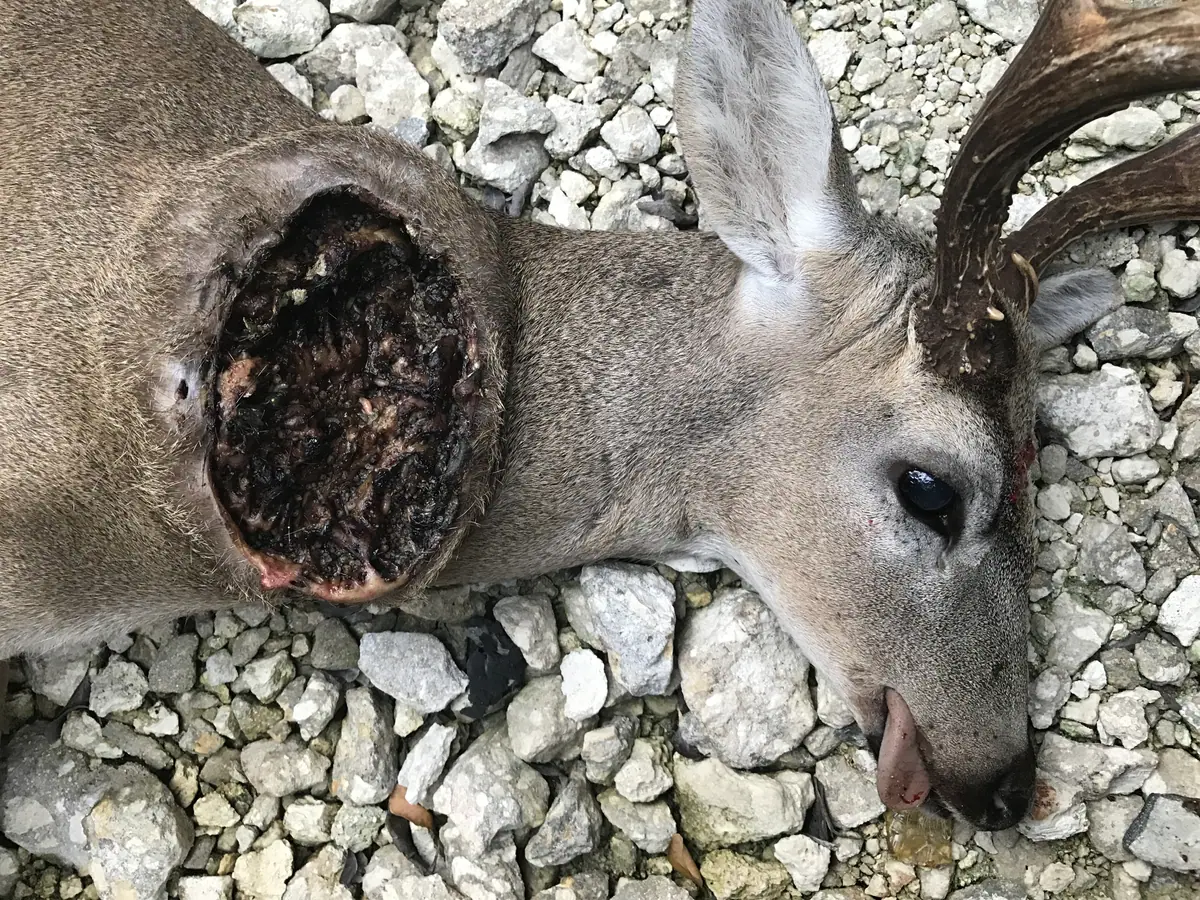 Deer infested with New World screwworm