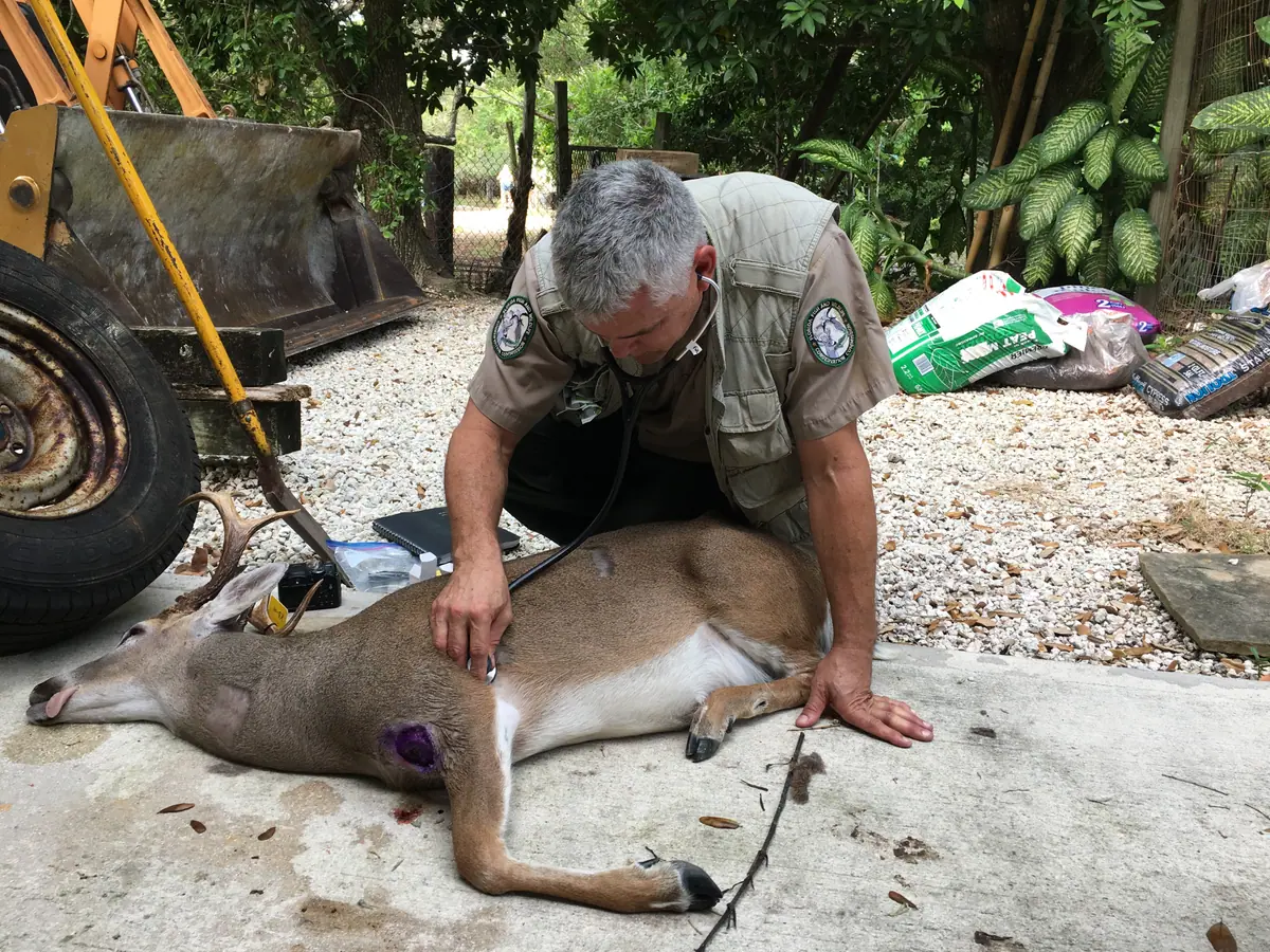 Deer with New World screwworm infestation