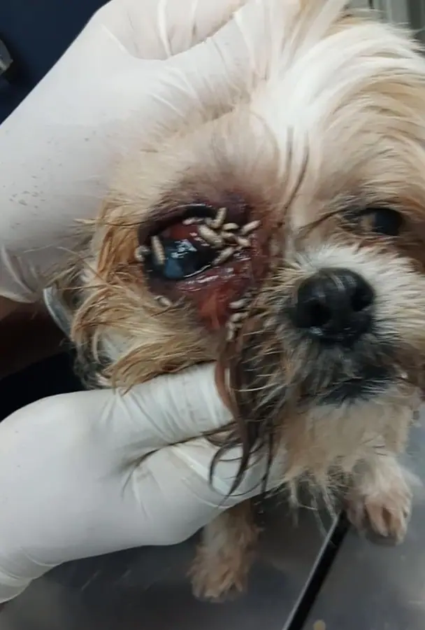 Dog with New World screwworm infestation near the eye