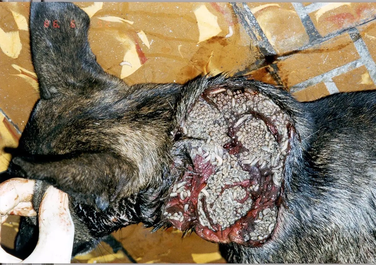 Severe New World screwworm infestation on a dog's neck