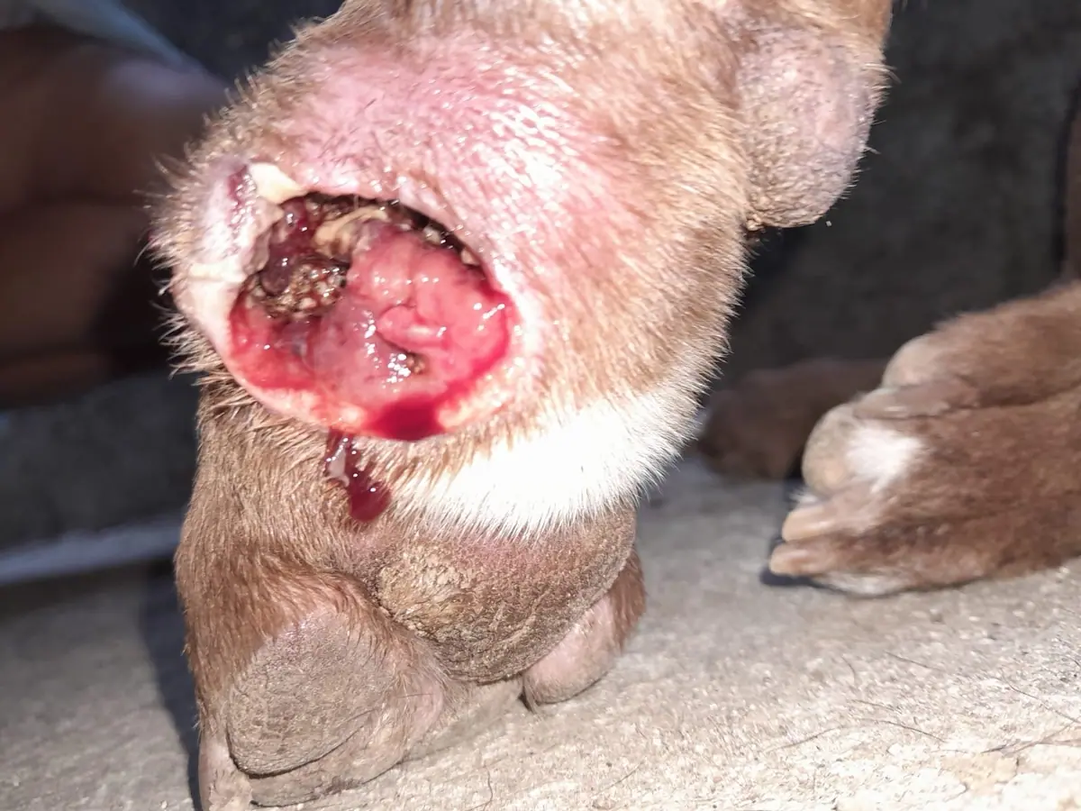 Dog paw with New World screwworm myiasis