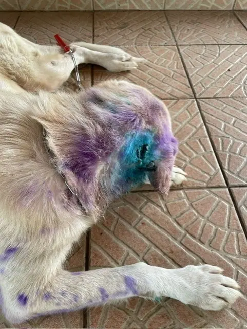 Dog treated for New World screwworm infestation