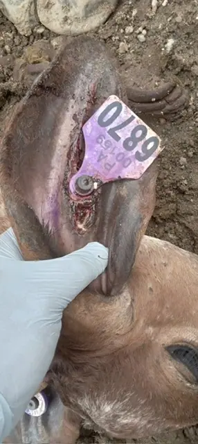 Ear-tag wound infested with New World screwworm