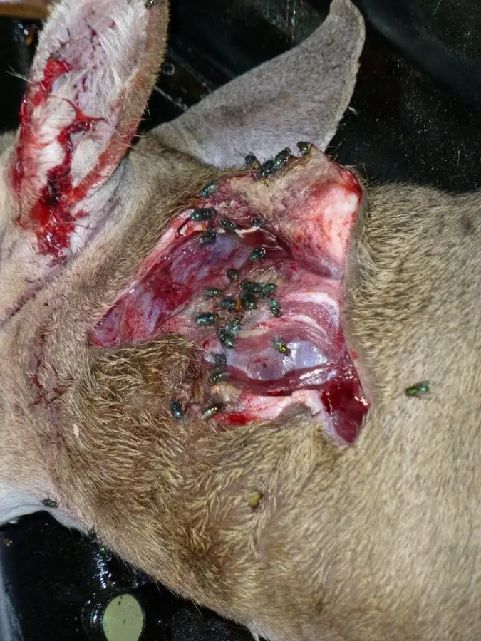 New World screwworm flies attracted to an animal wound