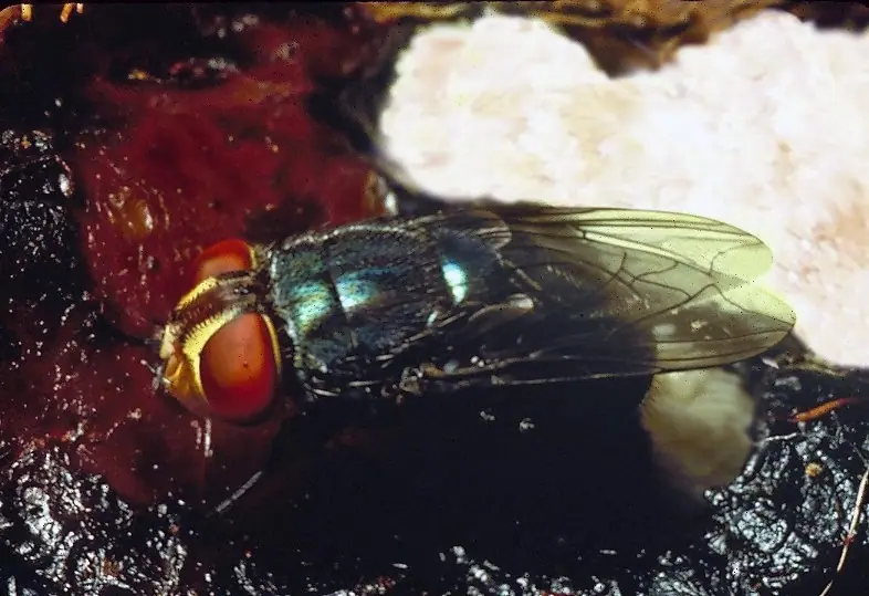 New World screwworm fly with egg mass on wound