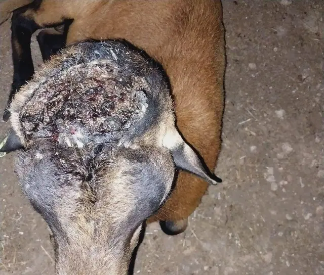 Goat head wound from New World screwworm infestation