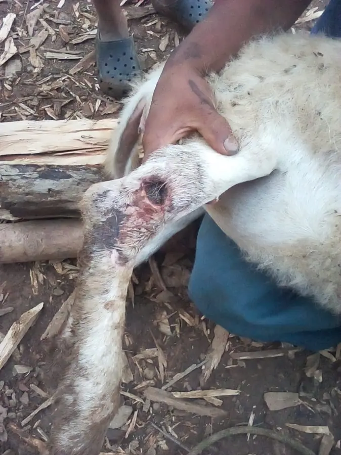 Goat leg wound with New World screwworm infestation
