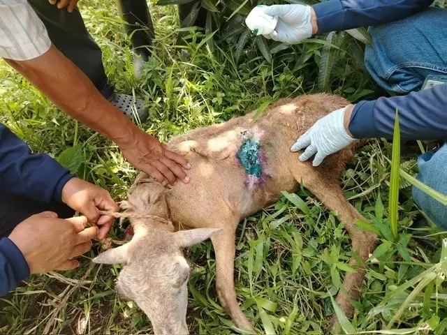 Goat wound being treated for New World screwworm infestation