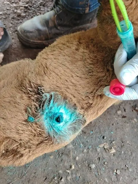 Goat wound treated for New World screwworm infestation