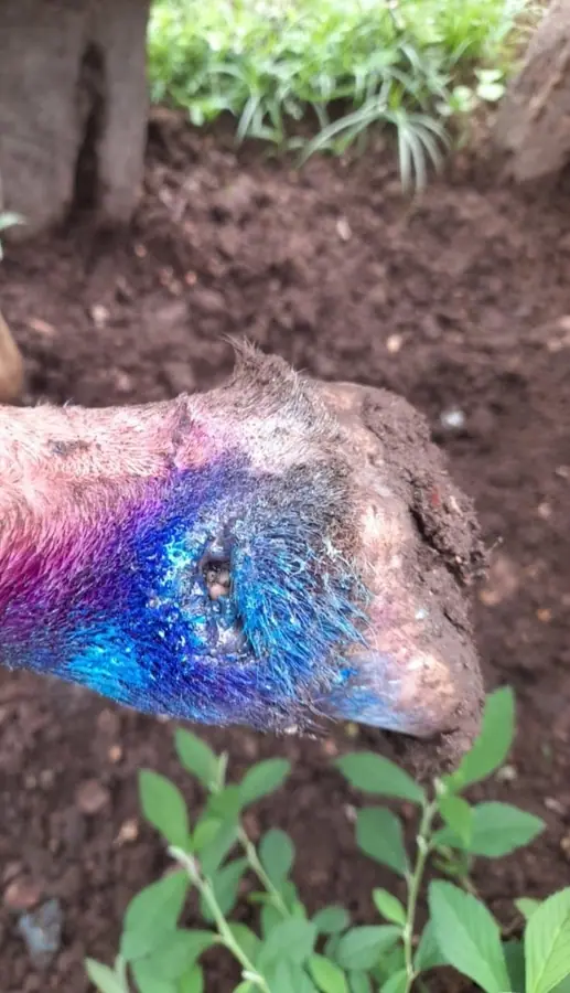 Closeup of treated goat wound after New World screwworm infestation