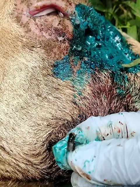 Goat wound treatment for New World screwworm infestation