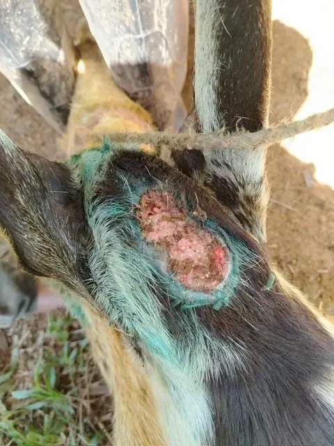Goat treatment follow-up for New World screwworm infestation