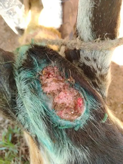 Goat wound follow-up after New World screwworm treatment
