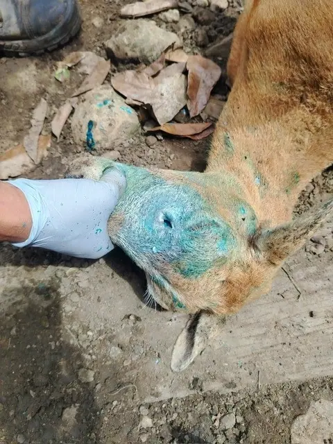 Goat head wound being treated for New World screwworm infestation