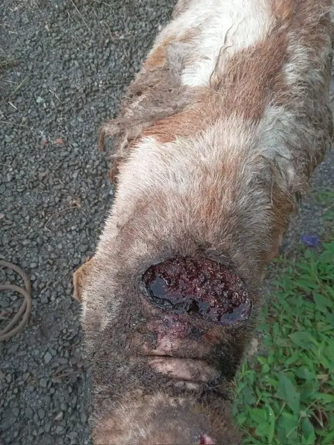 Closeup of goat wound with New World screwworm infestation
