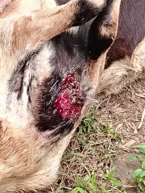 Goat wound with New World screwworm infestation