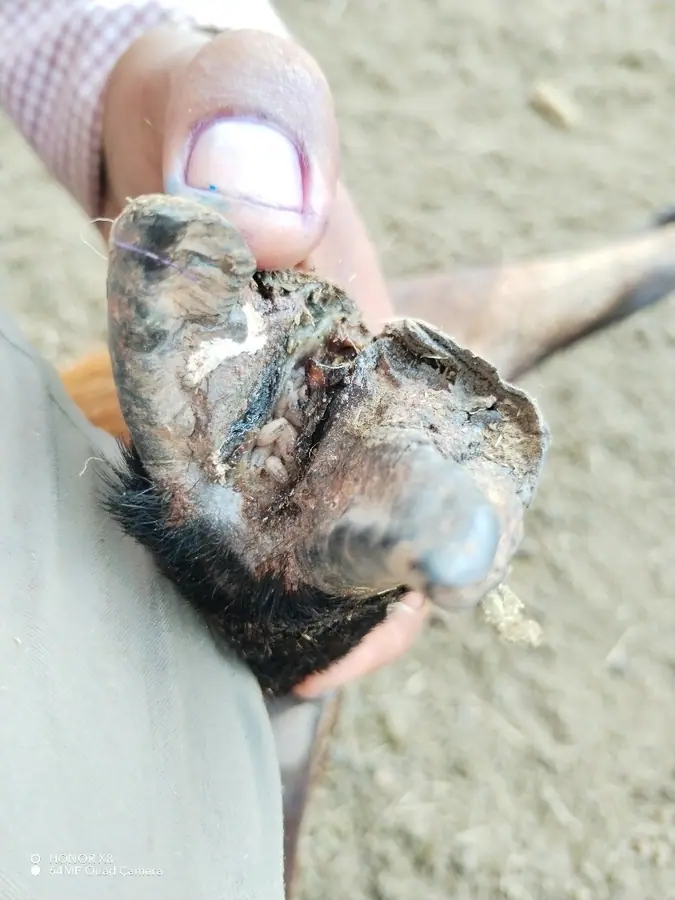 Animal hoof infested with New World screwworm