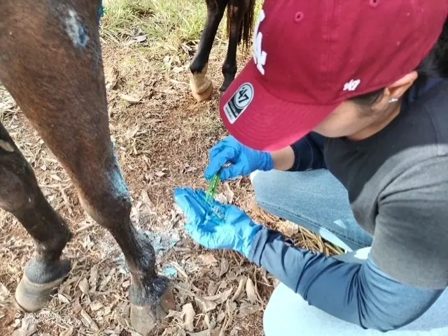 Inspecting larvae removed from an infested horse