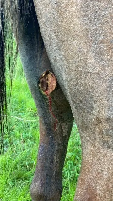 New World screwworm infestation in a horse leg