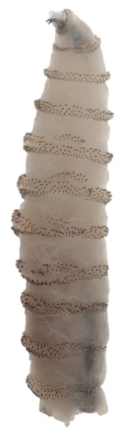 New World screwworm larva reference image