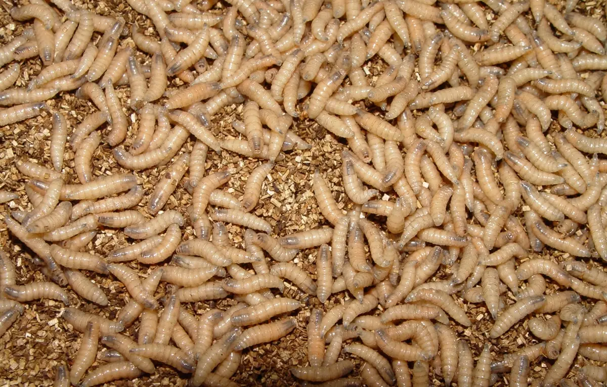 Mature New World screwworm larvae