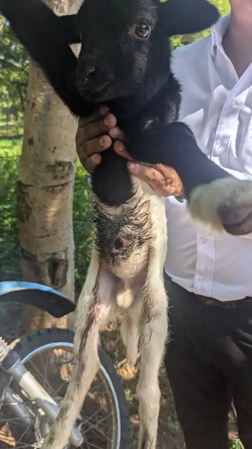 Newborn animal navel infested with New World screwworm