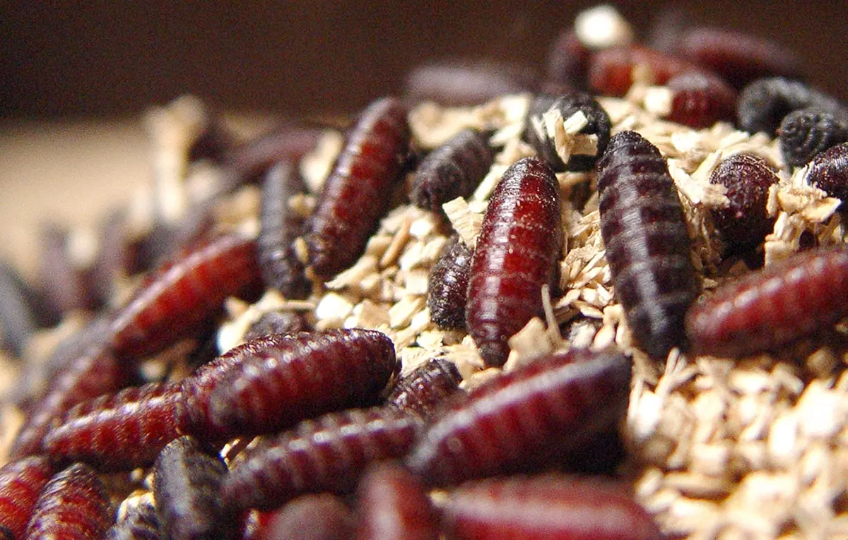 New World screwworm pupae