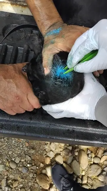 Removing New World screwworm larvae from an infested animal