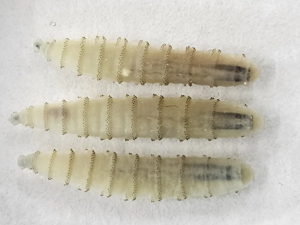 Closeup of three New World screwworm larvae
