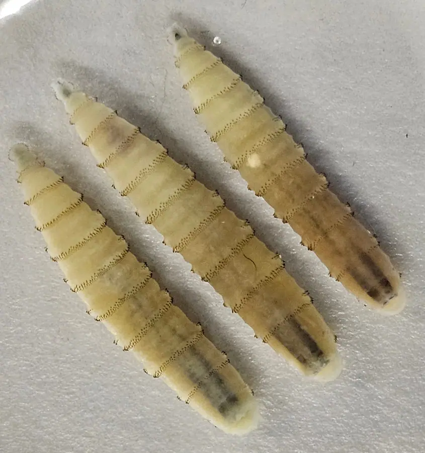Closeup image of three New World screwworm larvae