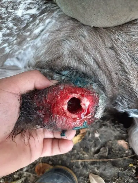 Tunneling wound from New World screwworm myiasis
